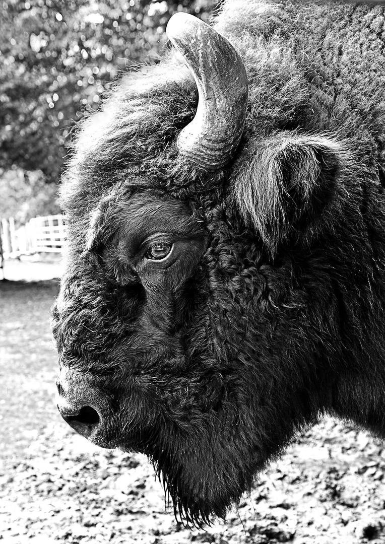 Bison