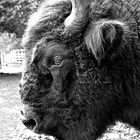 Bison