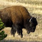 Bison