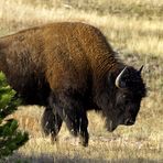 Bison