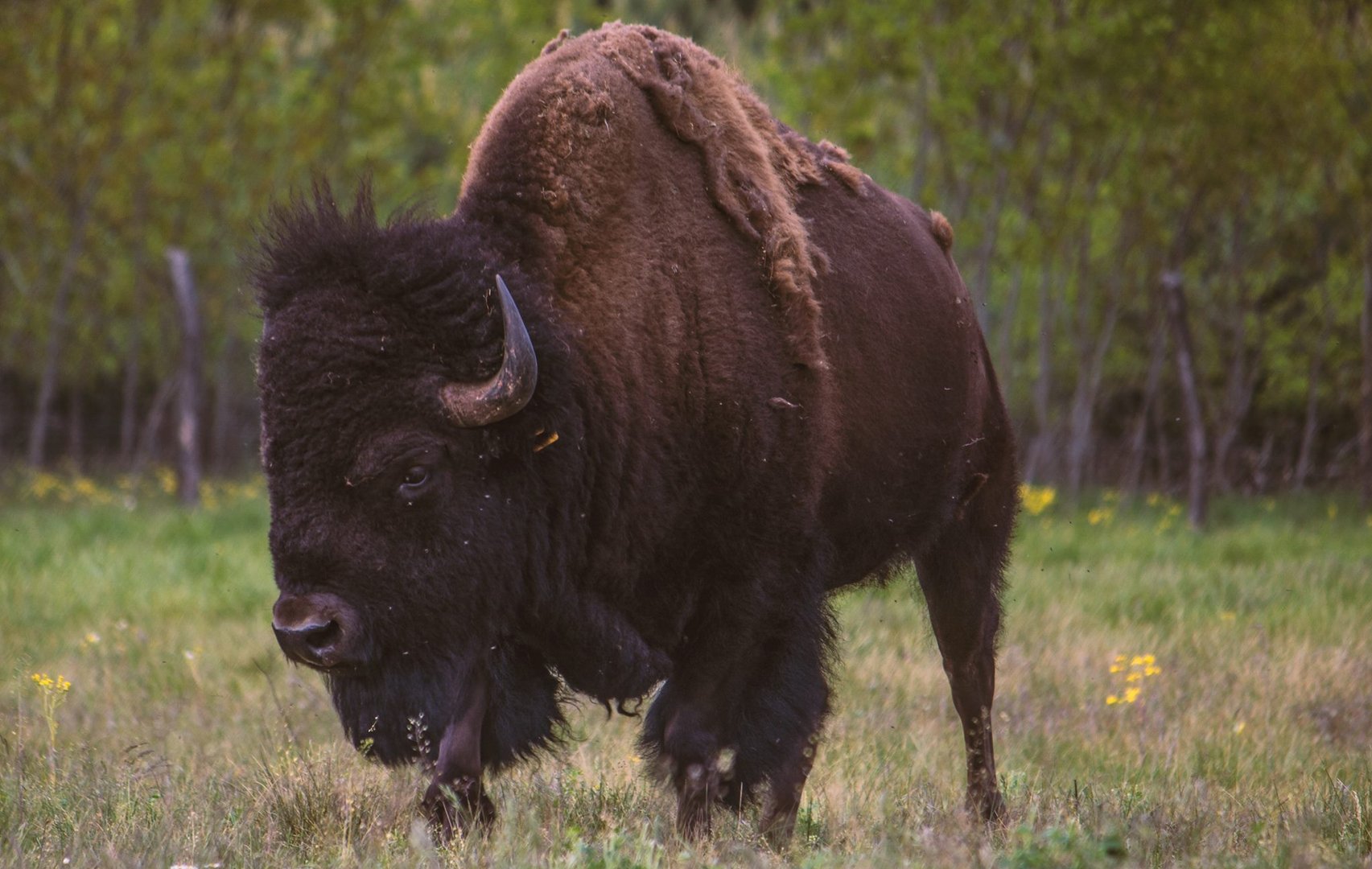 Bison Chef