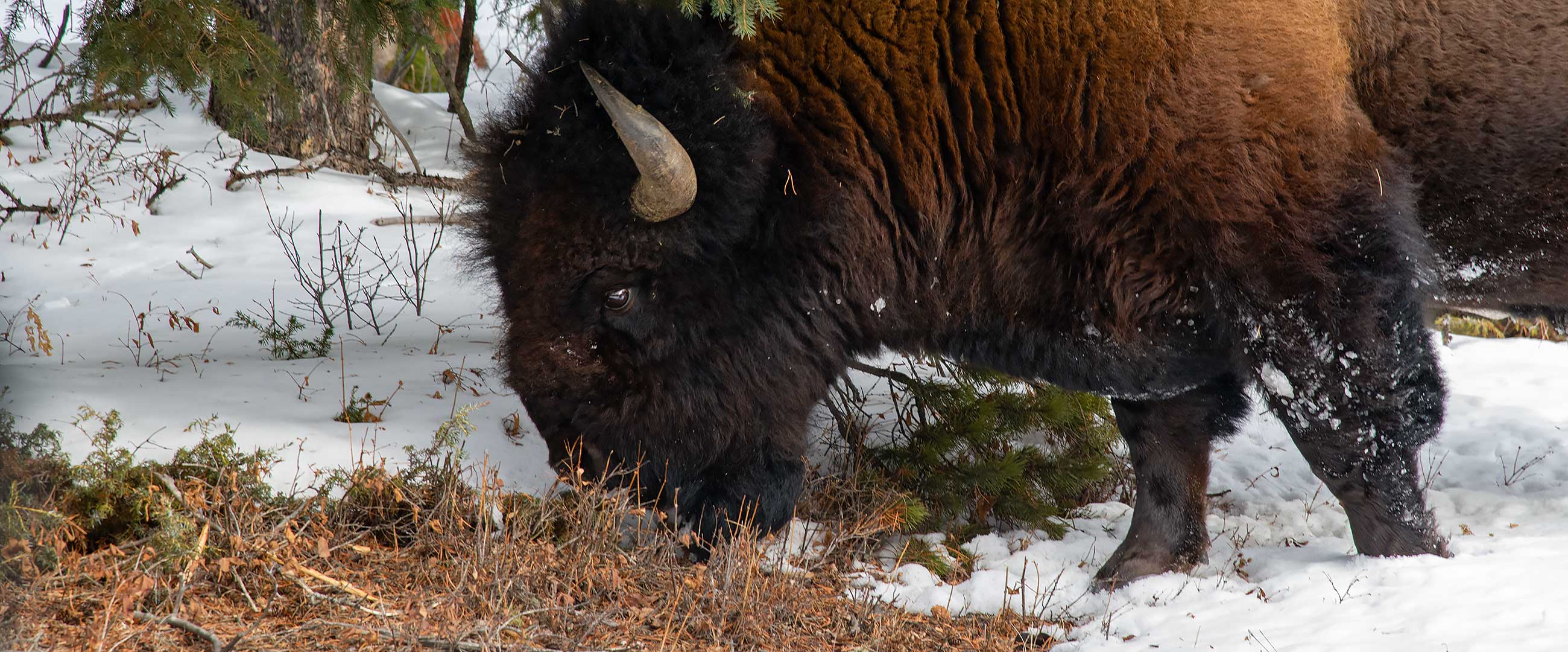 Bison - Close Up