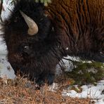 Bison - Close Up