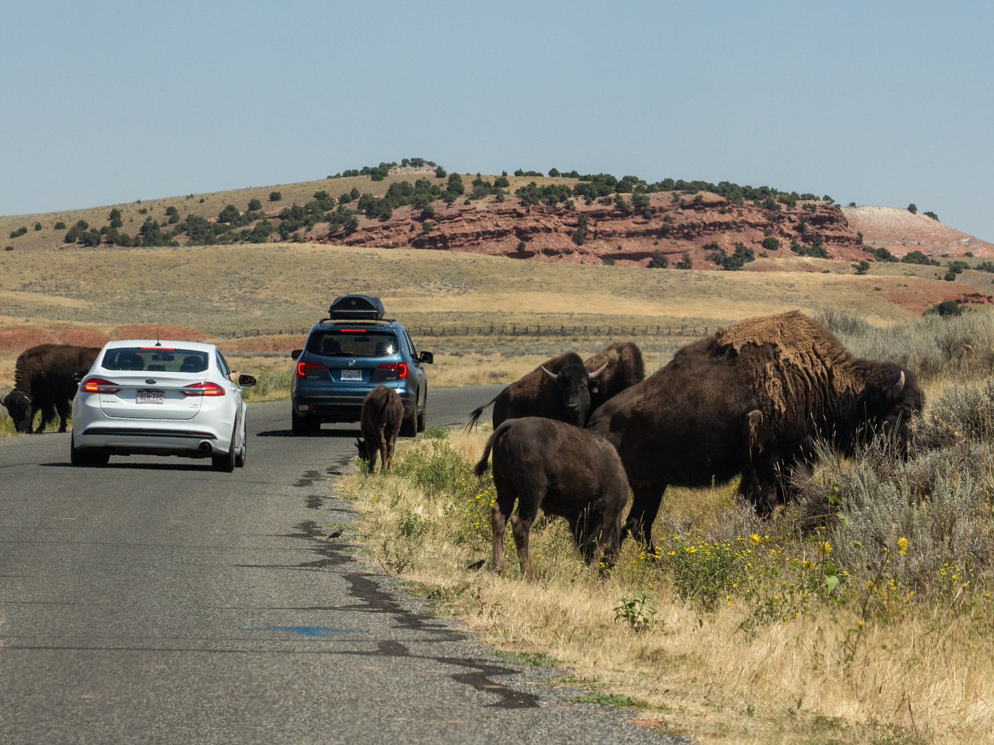 Bison crossing