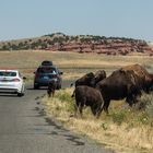 Bison crossing