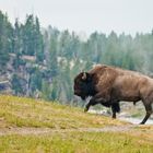 Bison