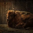 Bison