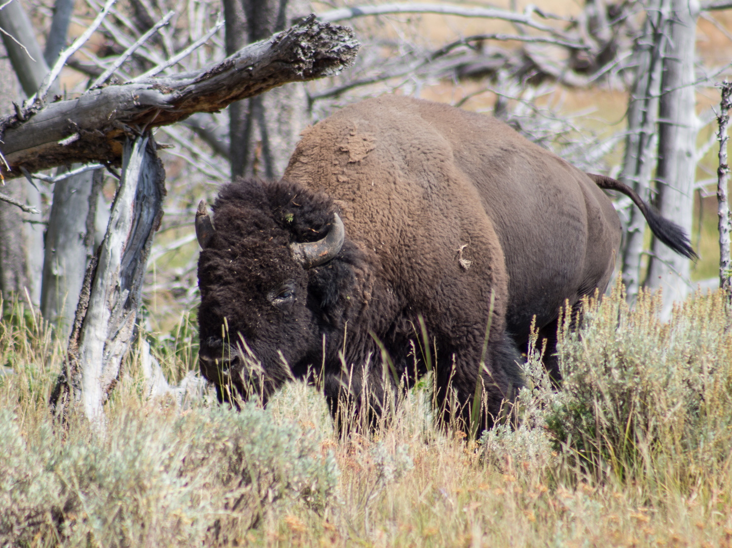 Bison