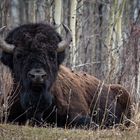 Bison