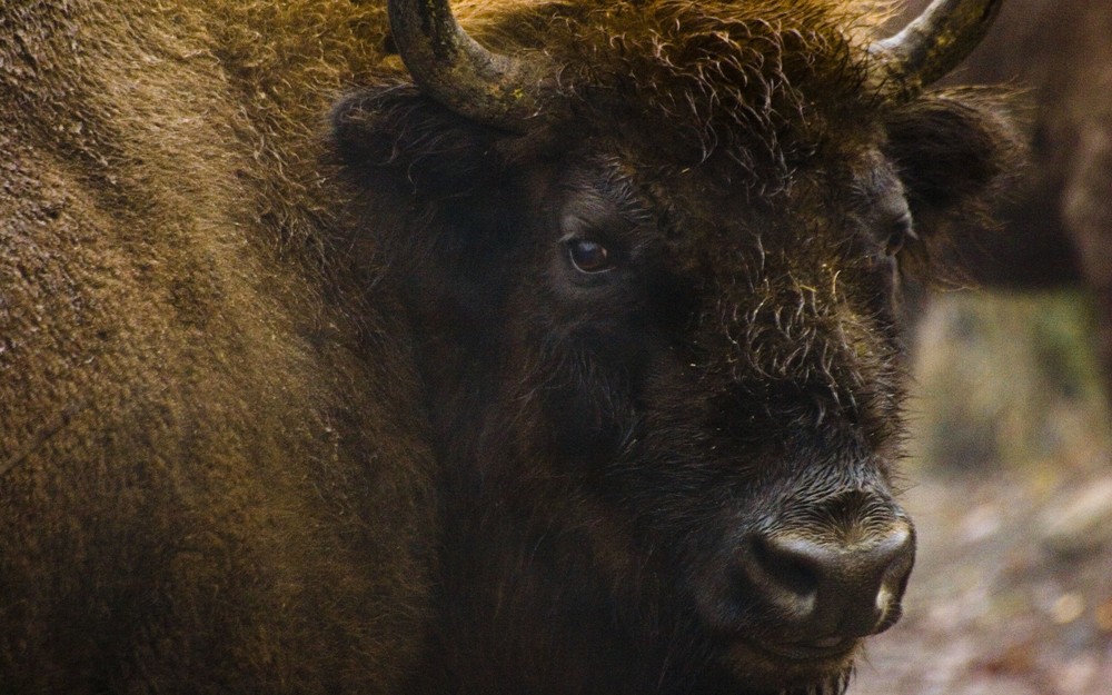 Bison