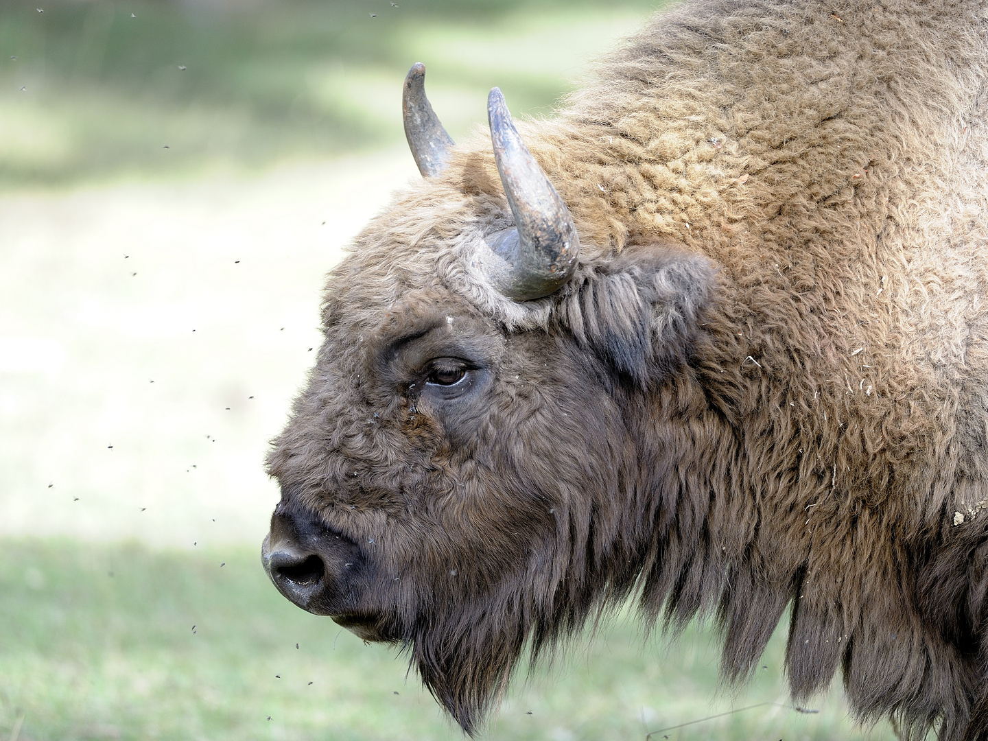 Bison d'Europe assailli par les mouches