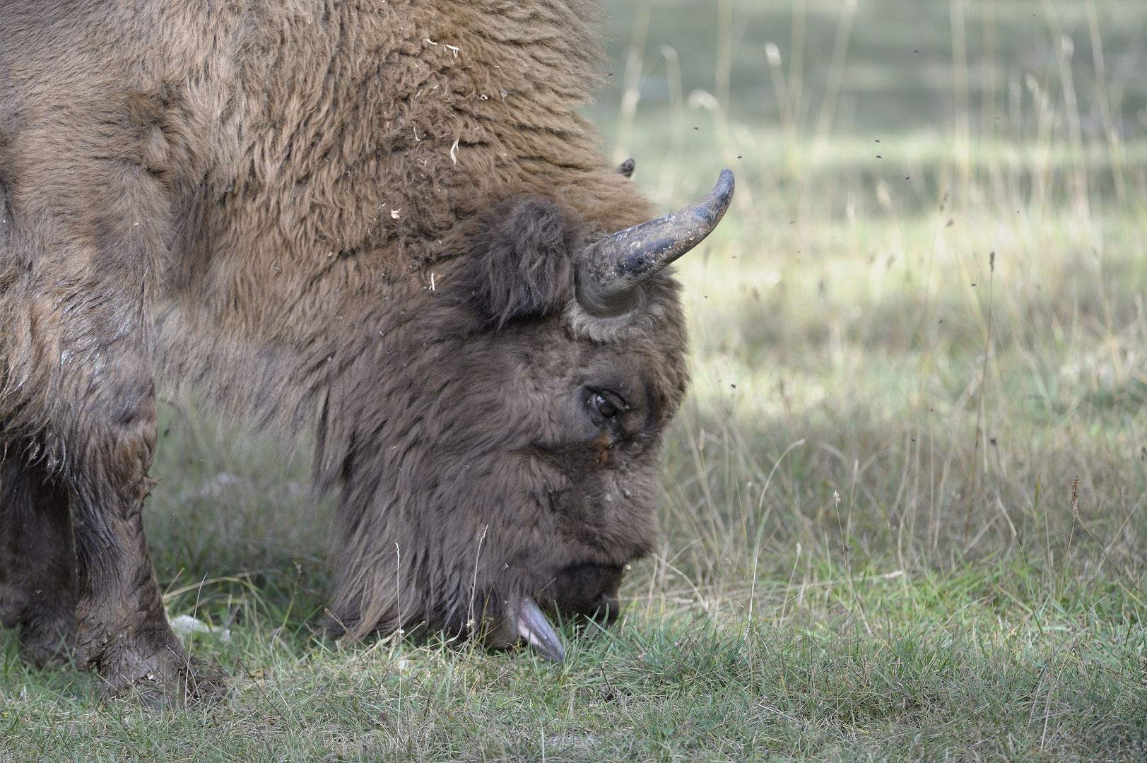 Bison d'Europe broutant