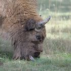 Bison d'Europe broutant