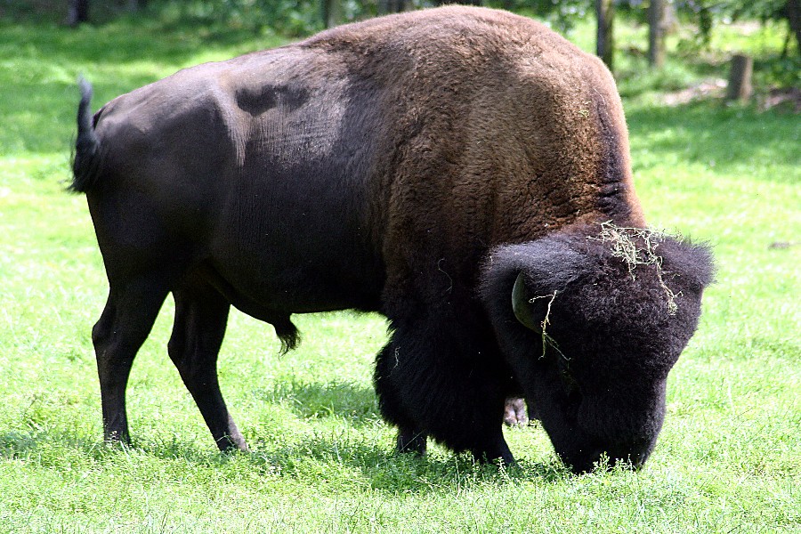 Bison