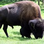 Bison