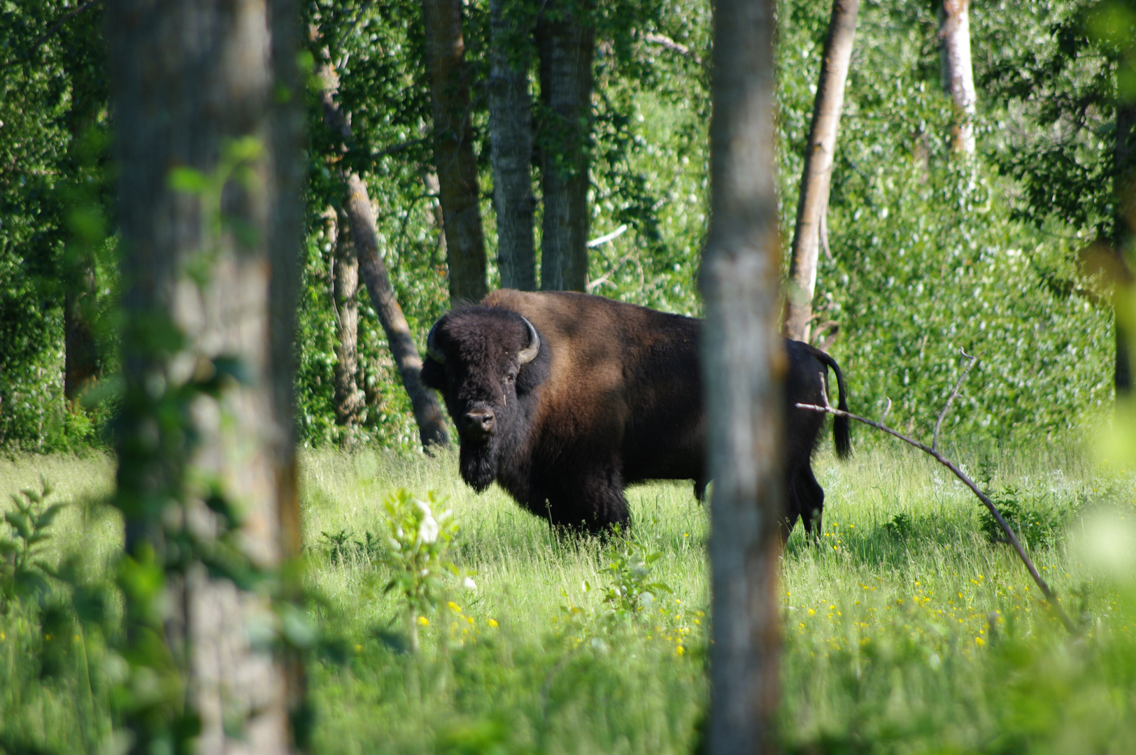 Bison