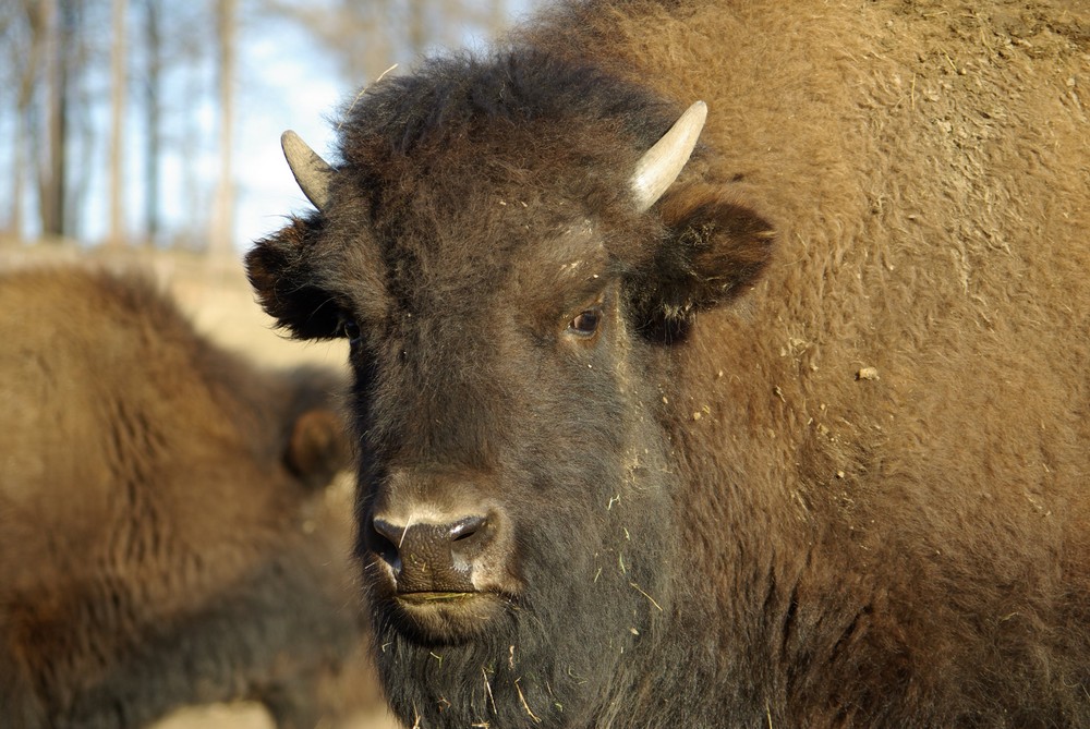 Bison