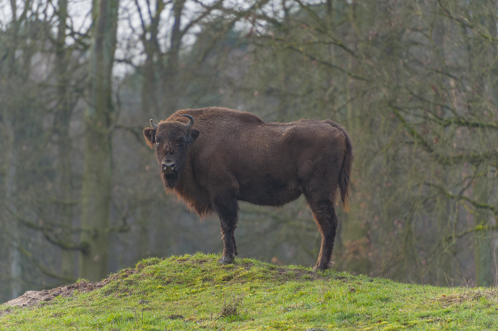 Bison