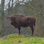 Bison