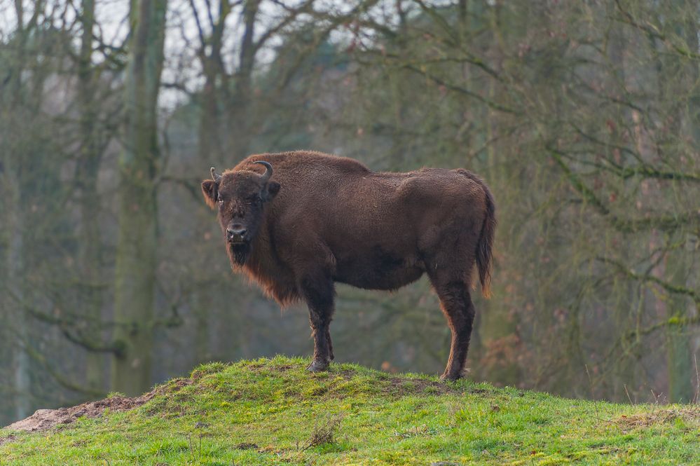 Bison