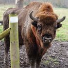 Bison