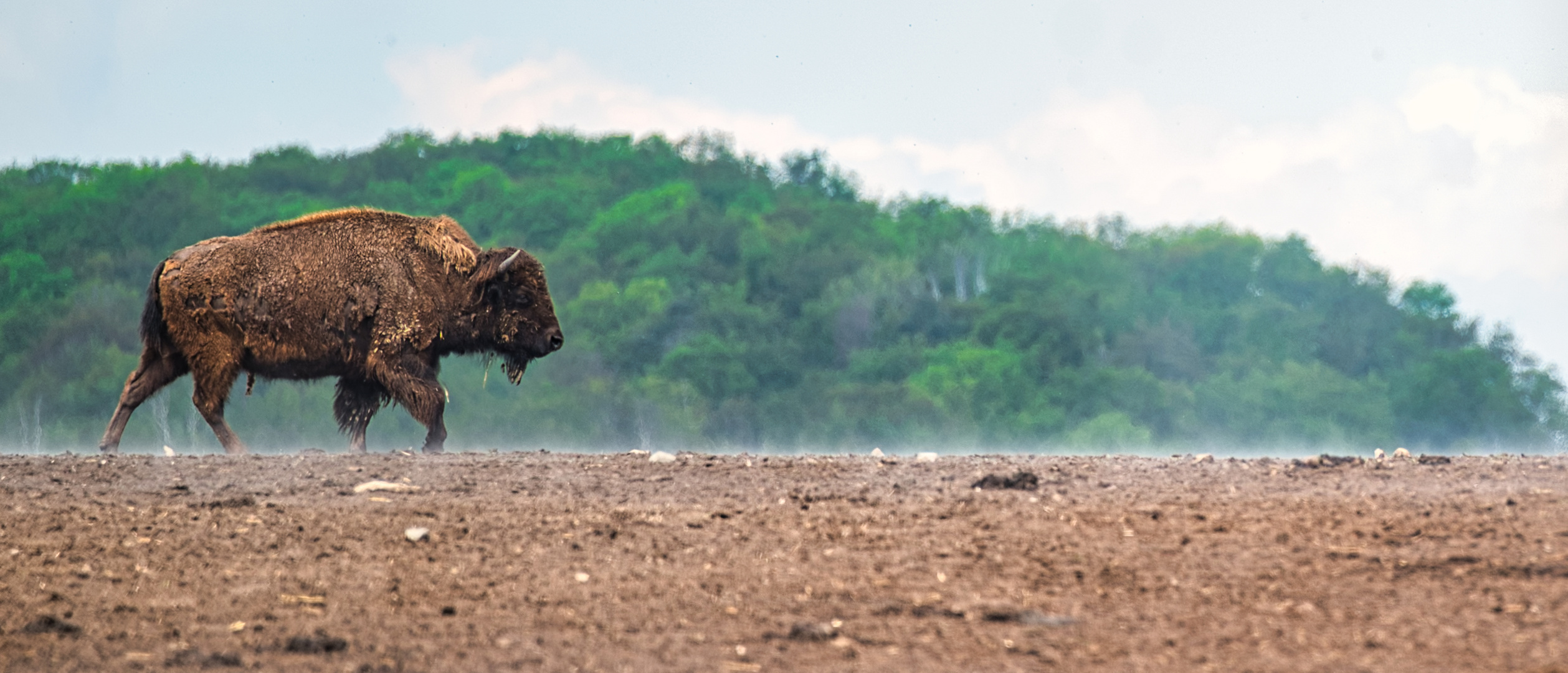 Bison