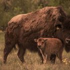 Bison Familie