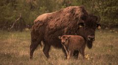 Bison Familie