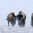 Bison-Familie trotzt den harten Winterbedingungen