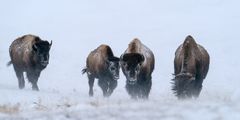 Bison-Familie trotzt den harten Winterbedingungen