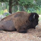 Bison