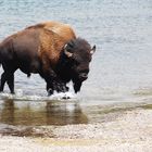 Bison