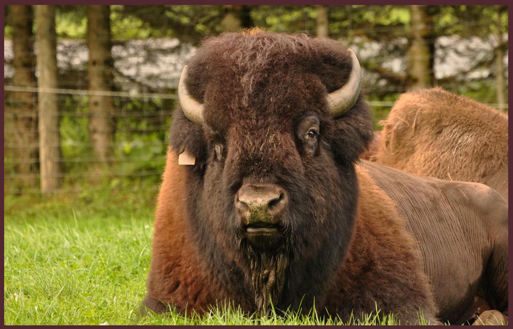 Bison Fute Photo Et Image Animaux Animaux Sauvages Nature Images Fotocommunity