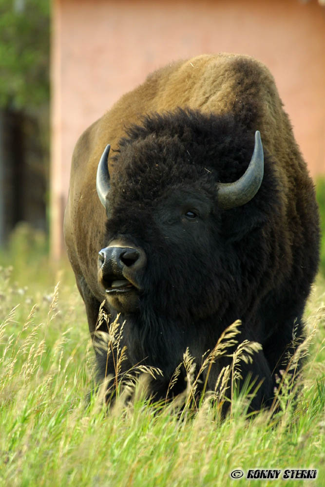 bison - grand teton