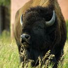 bison - grand teton