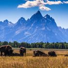 Bison (Grand Teton NP)