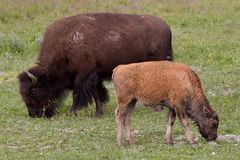 Bison - Gross und Klein