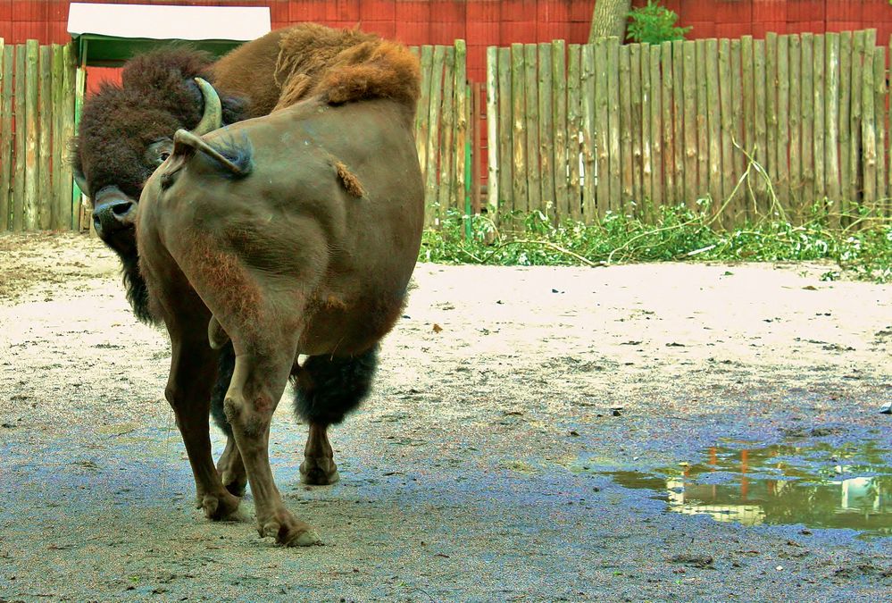 Bison-Gymnast