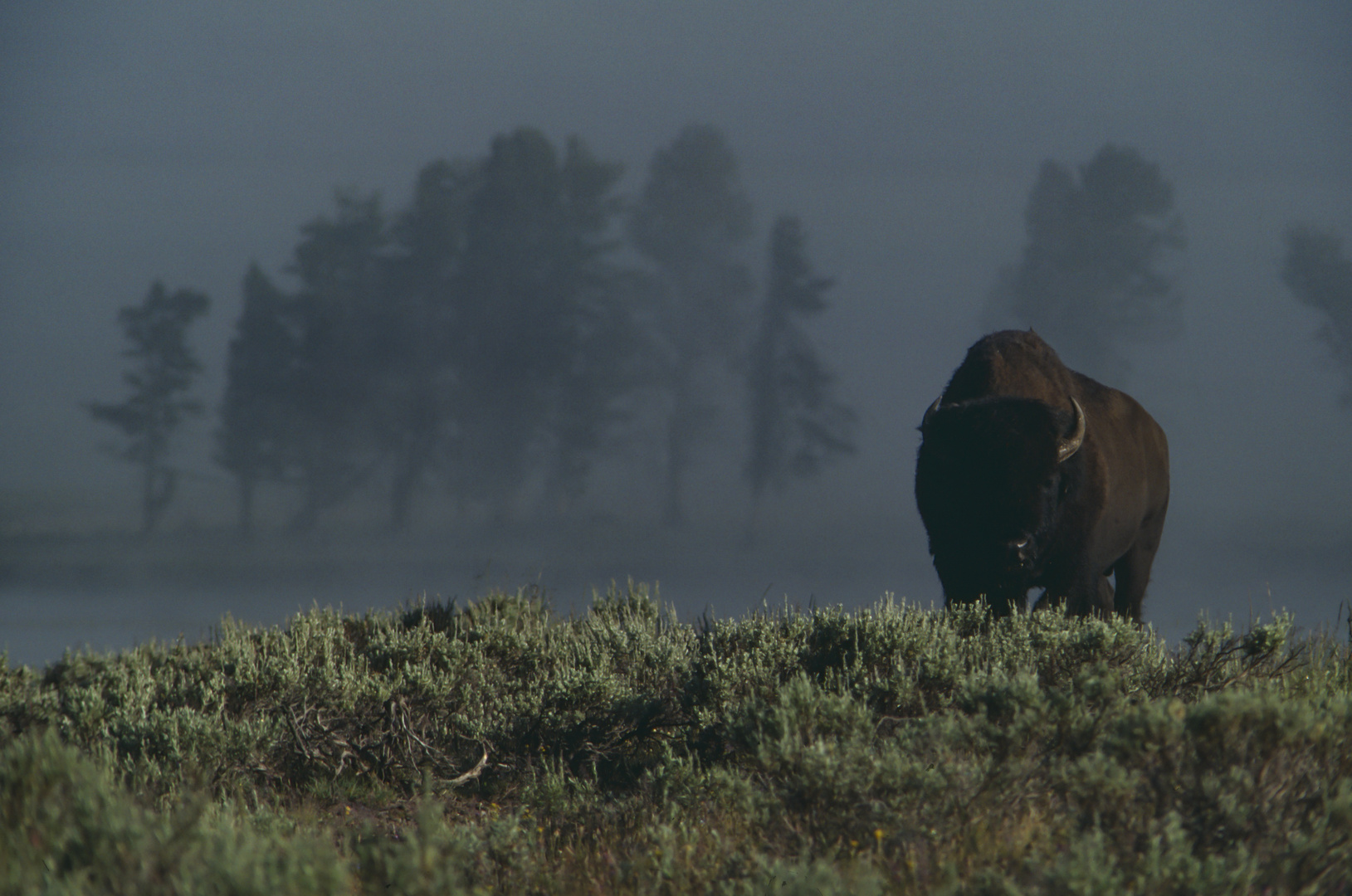 Bison, Haiden Valley, Yellowstone 1987