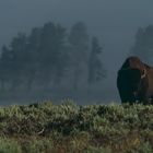 Bison, Haiden Valley, Yellowstone 1987