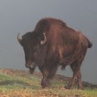 Bison hautnah