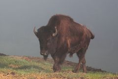 Bison hautnah