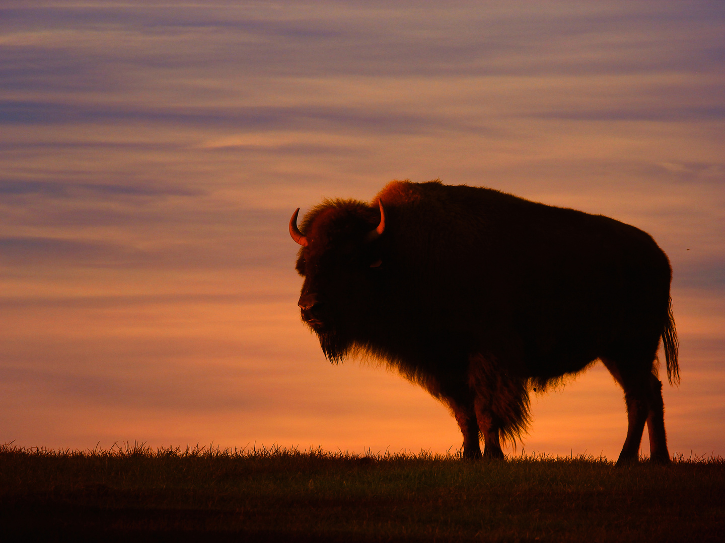 Bison im Abendlicht