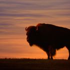 Bison im Abendlicht