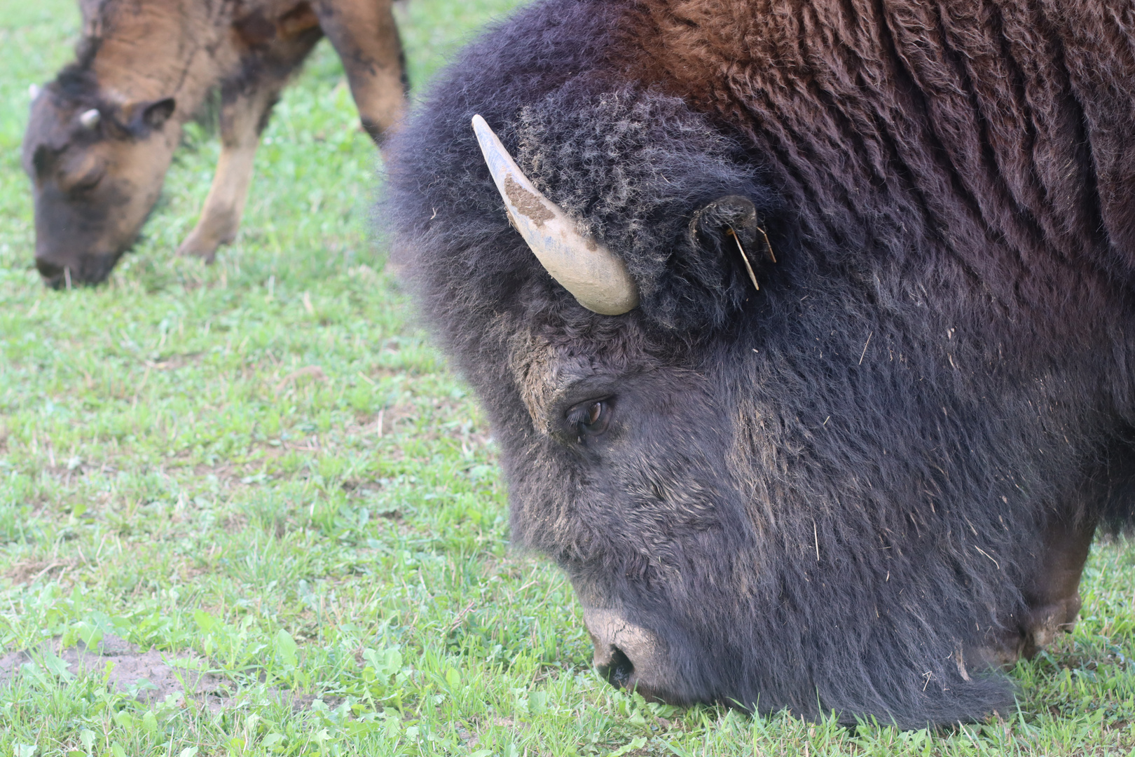 Bison im ERZ