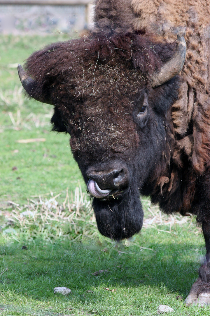 Bison im Käfertaler Wald