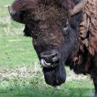 Bison im Käfertaler Wald