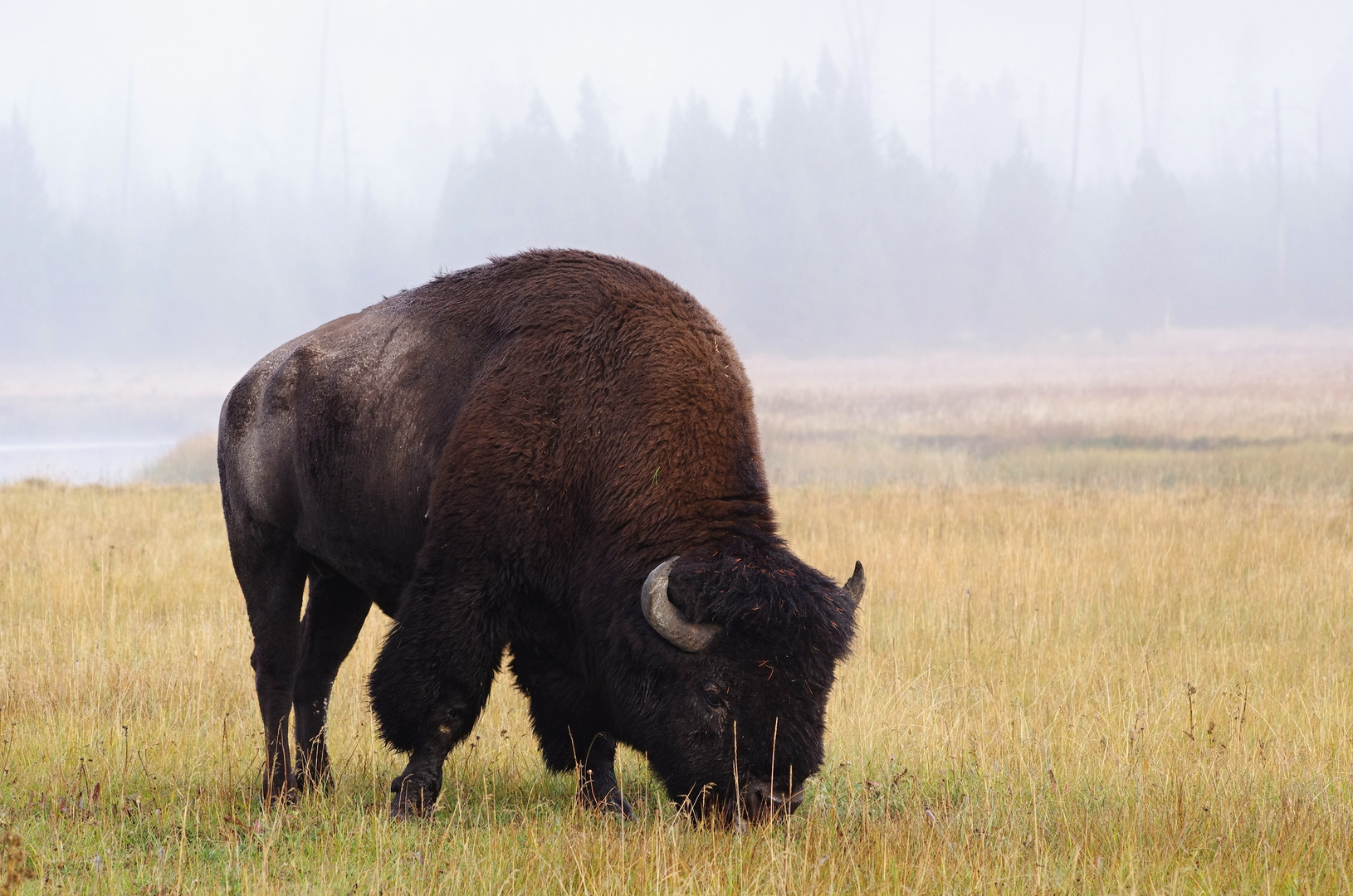 Bison im MorgenNebel