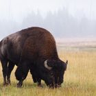 Bison im MorgenNebel