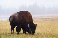 Bison im MorgenNebel